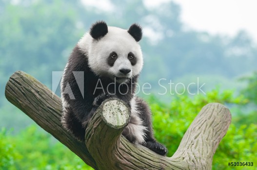Picture of Giant panda bear climbing in tree
